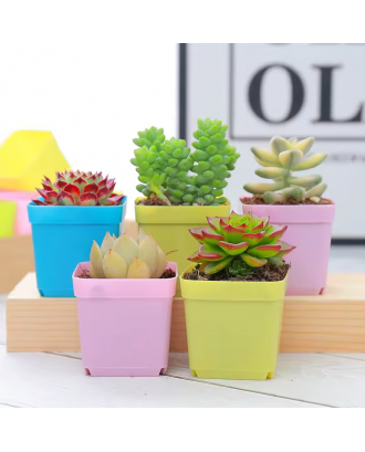 Succulent Plant Pot